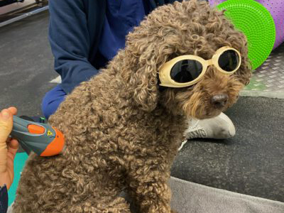 Hund mit gelber Laserbrille während einer Behandlung