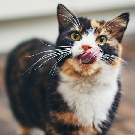 Flexadin-Katze-schleckt-sich-genuesslich-uebers-Maul Katze schleckt sich vor Flexadin Gabe genuesslich uebers Maul