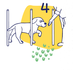 Hundesport-Übung-Nummer-4-Flexadin Hundesport Übung 4 Flexadin