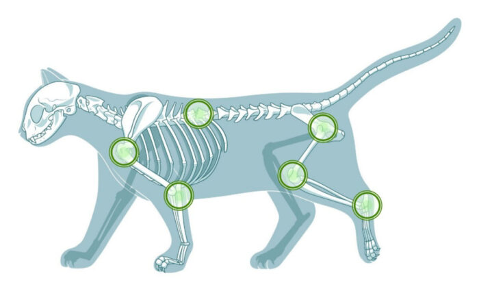 Schaubild einer Katze und ihrer Gelenke