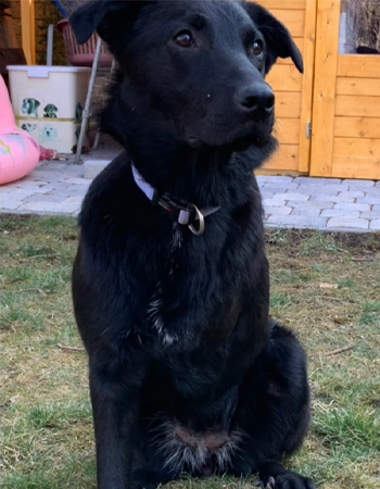 Schwarzer Hund mit lila Halsband auf grüner Wiese