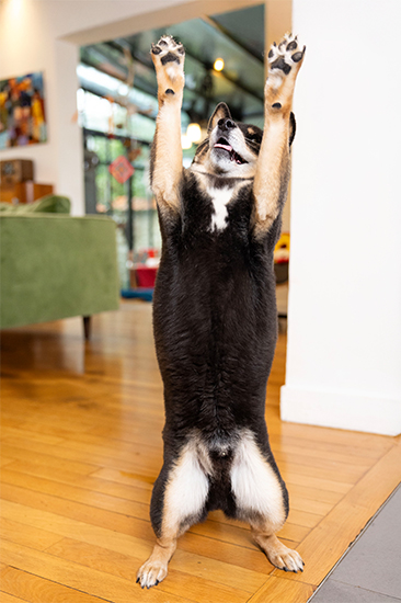 Hund greift in die Luft Junger Shiba Inu greift nach Flexadin Young Dog Mini