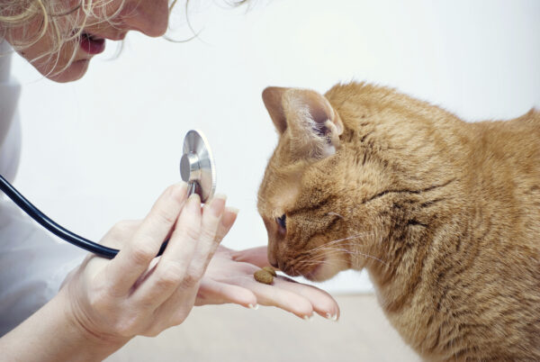Tierärztin untersucht eine Katze mit Hilfe von einem Leckerli