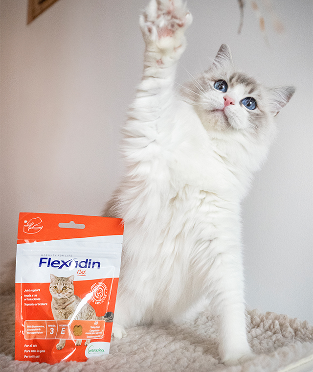 Weiße-Katze-neben-Flexadin-Cat-macht-High-Five Weiße-Katze-neben-Flexadin-Cat-macht-High-Five