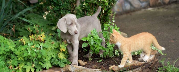 Junger Hund spielt mit junger Katze an einem grünen Busch