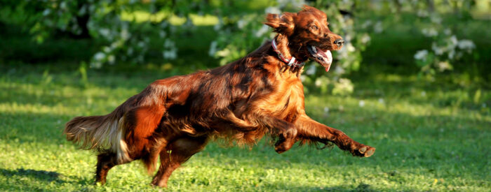 Brauner, gesunder Hund läuft über grüne Wiese