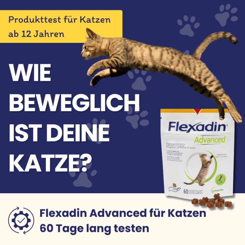 Produkttest: Wie beweglich ist deine Katze mit Abbild einer springenden Katze und Flexadin Advanced- MOBIL