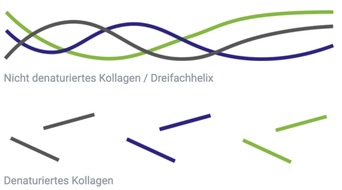 Grafik von nicht-denauturiertem Kollagen und denauturiertes Kollagen