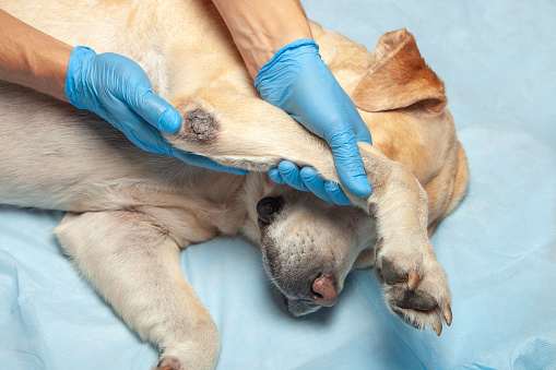 Hund bei einer Untersuchung vom Tierarzt mit blauen Handschuhen