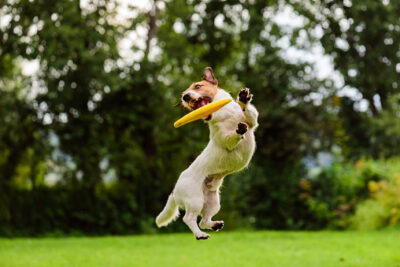 Schöner Sprung eines Jack Russell Terriers, der eine Flugscheibe fängt