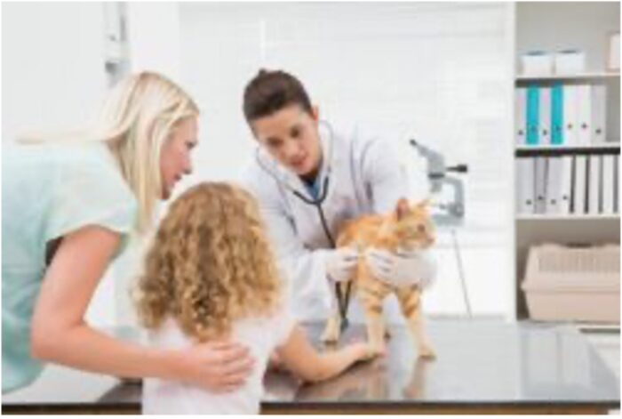 Tierarztbesuch: Katze wird von Tierärztin untersucht
